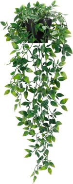 Indoor plants