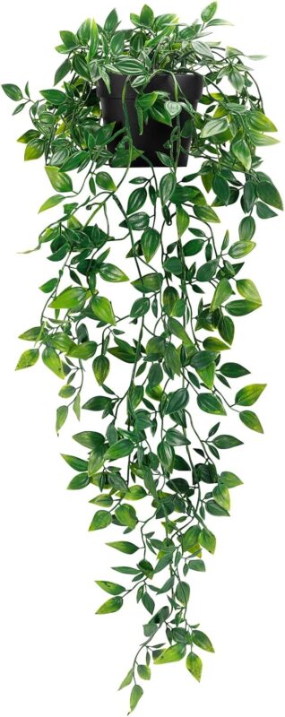 Indoor plants
