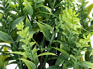 4 potted green plants