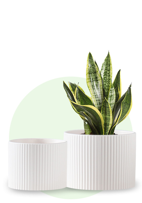Ceramic Plant Pots