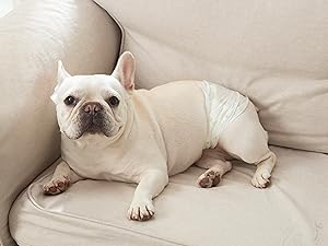 dog diapers male small
