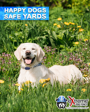 Happy Dogs Training
