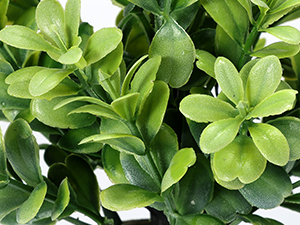 4 potted green plants