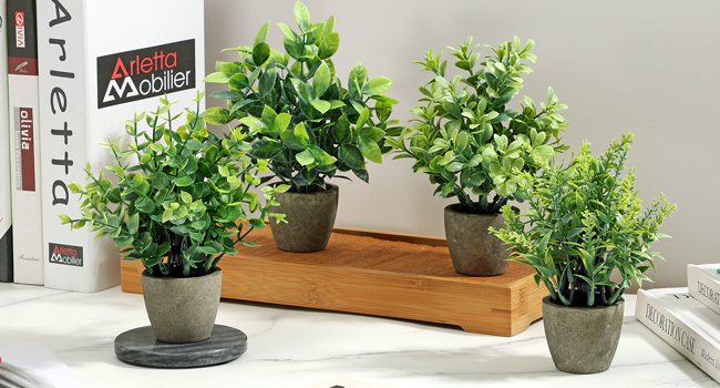 4 potted green plants