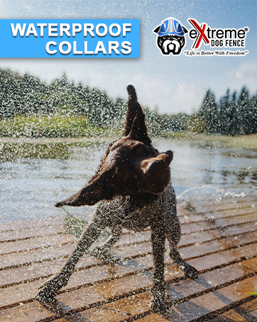 Water Proof Collar Receiver